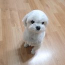 금산헤르쯔 동물병원 | 연두의 슬개골탈구수술 - 마이펫플러스,금산헤르쯔동물병원, 말티즈슬개골탈구수술