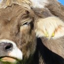 우사축사 이미지