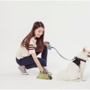 올바른 반려견 보호자 교육 이미지