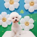 예쁘다 펫살롱 이미지