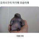 오리 너구리 새끼시절 이미지