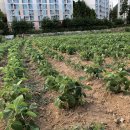 읍내9리 마을회관 이미지