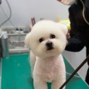 프로애견
