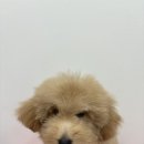 러브시티독 이미지