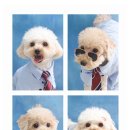 이번생은 댕댕이 이미지