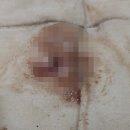 도그빌동물병원 이미지