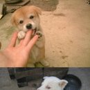 우리집강아지 이미지