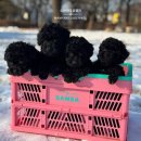 토이켄넬 이미지