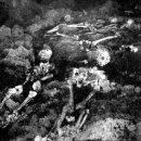 제주보배 이미지