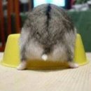 팡팡 이미지