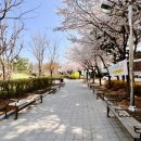버드내도서관 | 문화공원 수원벚꽃명소 세류동벚꽃명소 버드새도서관벚꽃 세류동공원 버드내도서관공원 버드내도서관주차