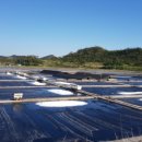 영심이네 이미지