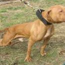 GR kennel 이미지
