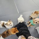 에덴 애견 유치원 호텔 이미지