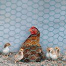 이화유치원 이미지