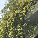 장미길코스 | 여수 가볼만한 곳, 동화 속 한 장면 같은 전남 목향장미 코스, 여수 아델라 카페 방문 후기