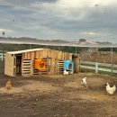 영한목장 이미지