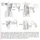 경부와 상배부의 통증(Neck and Upper Back Pain) 이미지