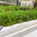 합성목으로 만든 카페데크! 시공 현장 공개 이미지