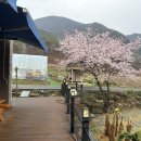 맑은계곡펜션 | 첫 벚꽃은 문경! 문경계곡펜션 <맑은물펜션> 후기