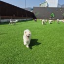 파파퍼피 DOG하우스 이미지