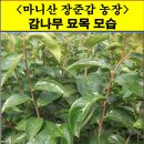 감나무목장 이미지