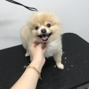 The 빛나개 이미지