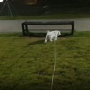 매일행복하개 이미지