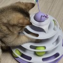누리펫 | [내돈내산] 누리펫 트랙볼 공놀이 고양이 장난감 실사용 장단점 후기
