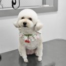 아임댕댕 이미지