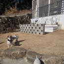 망고 애견 이미지