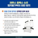 레푸스 범어점 이미지