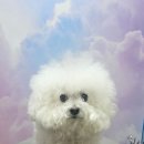 예쁘개 반려견미용샵 이미지