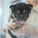 이누아이 | 대구시바이누분양 가벼운 마음이 아니라