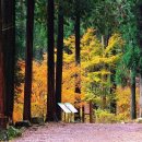 축령산편백나라 이미지