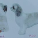 강아지 정거장 이미지