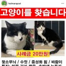 ＞＞＞고양이를 찾습니다＜＜＜ 이미지