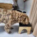 멍멍드림 이미지