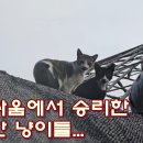 영역싸움에서 승리한 위대한 고양이들... 이미지