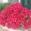 일송송어횟집 이미지