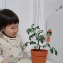 유안이 방울토마토 성장기🍅 이미지