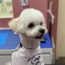 바르다펫 대전점 이미지