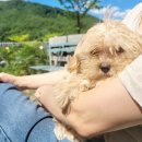 홈즈펫타운 이미지