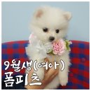 댕댕월드&퍼피 이미지
