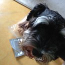 세븐네이쳐 이미지