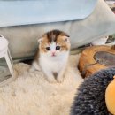 아담스펫 강아지분양 고양이분양 창원점 이미지