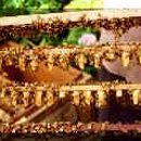 RoyalJelly 이미지