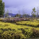 가고파플라워 이미지