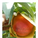 금광농장 이미지