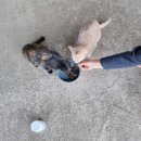 훈 농장 | 펫파워(미라클헴철) 종합영양제 체험 후기